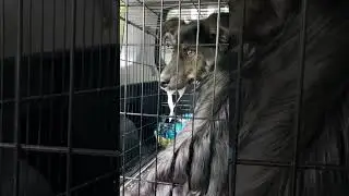Собаку захитує в авто? Читай рекомендації в спільноті 🙌