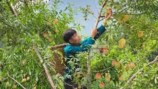 Harvest peaches, Bring to market to sell, My daily life, Forest life
