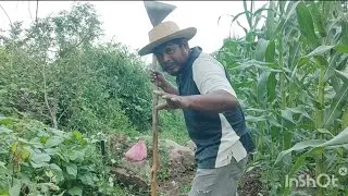 😲Así comenzamos a sembrar tomates en la milpa🍅 🌱🍅