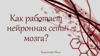 Как работает нейронная сеть мозга? Владимир Обаль
