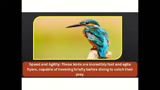 🦜 Meet the Colorful Kingfisher! 🌈 | Amazing Bird Facts for Kids 🐦