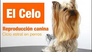 El Celo en las perras, fases, duración y síntomas