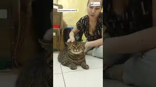 Почесушки у котиков 😊🥰