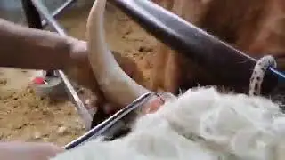 Kichik shohli hayvonlarni shoxini kesish uchun mo'ljallangan.