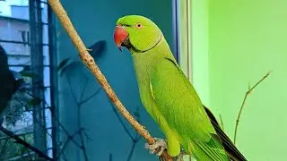 Parrot Screaming Sounds | Natural Parrot Sounds | Parrot Calling Sounds ||