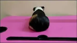 How to get a free pet