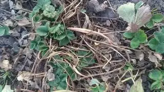 Сухие листья на кустах клубники весной. Что это?