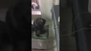 Котопомощник Байрон. Наш найденыш.