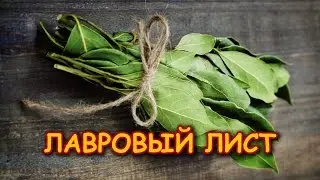 ЛАВРОВЫЙ ЛИСТ ИЗБАВИТ ОТ МНОГИХ ПРОБЛЕМ