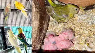 Rump Parakeets Breeding Progress