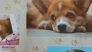 КПБ Тотошка поплин