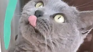 Rules don't apply to cats!! 4000 Subscriber Compilation