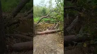 Эхо урагана