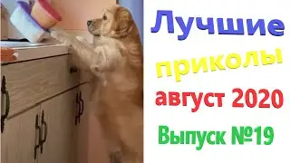 10 МИНУТ СМЕХА ДО СЛЕЗ | ЛУЧШИЕ ПРИКОЛЫ АВГУСТ 2020 | РЖАКА | УГАР | ЧУДИКИ ИЗ СОЦСЕТЕЙ | КОШКИ |#19