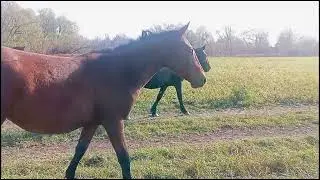 лошади осенью .