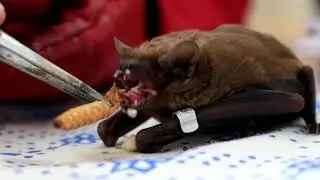 How to feed a bat right