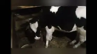 БОРЬБА С ДИОРЕЕЙ У ТЕЛЯТ. ПООСТО БЕЗ ЗАМОРОЧЕК 🤝🤝😉👍