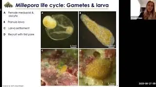 Genetic and environmental basis of microbiome composition in fire coral clones-Dr. Caroline Dubé