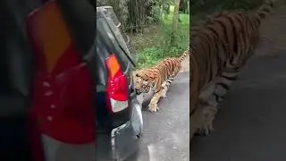 Tiger pulls an SUV full of tourists at Bannerghatta, Karnataka National Park