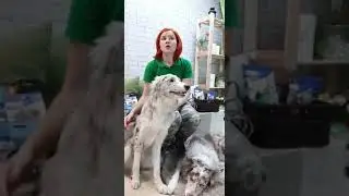 НАМОРДНИКИ. КОМУ? КОГДА? КАКИЕ?