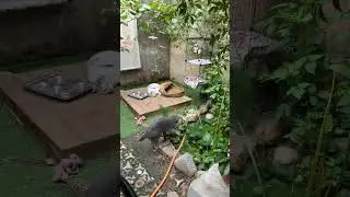 “八只猫的生活”中的精彩集锦（33:27 - 38:27）