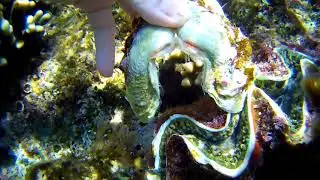 Рыба шар(ФУГУ) Скат Красное море