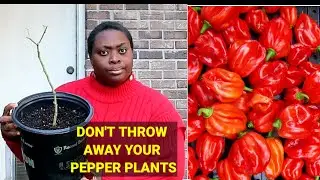 OVERWINTER  PEPPERS TO GROW NEXT YEAR - IN ANY CLIMATE