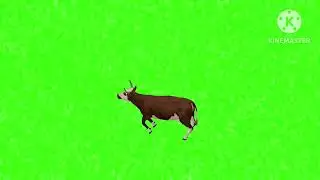 Cow death green screen