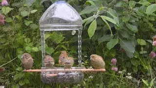 Birds Feeder Diy Bottle How To Make Bird Feeder Using Plastic Bottle