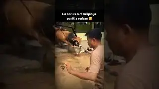 Sapi qurban pun jadi terlepas 😔 #shorts #subscribe