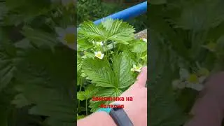 Выростить землянику 🍓на балконе легко 👍🏻
