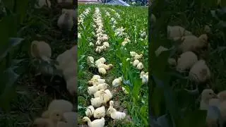 Natural herbicides