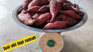 Tanam ubi tepi rumah.. tuaian hasil melimpah👍👍