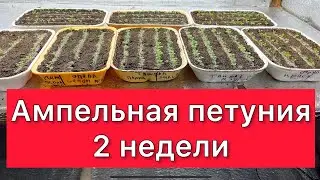 Ампельная петуния. 2 недели