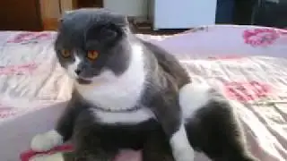 КОТ СЕМЁН/