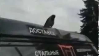 Самое смешное видео про животных