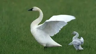 green screen real white swans(HD1080)