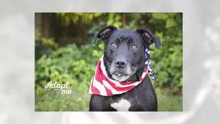 Adoptable Molly Looking for Her Forever Home 2017!