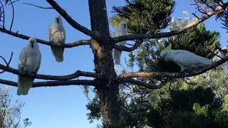 Sulphur-crested Cockatoos at Rainbow Beach, QLD Australia 🪶