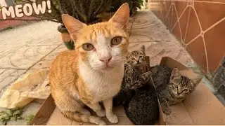 The poor mother cat with her kittens, but one of them has an eye infection and they are separated.