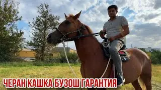 Goat Horse Guaranteed September 17, 2025.