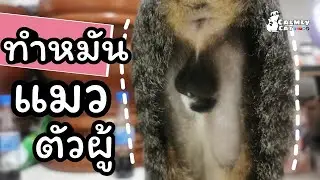 รีวิวทำหมันแมวตัวผู้ ได้ยาอะไรบ้าง ค่าทำหมันกี่บาท วิธีการดูแลหลังผ่าตัด | Calmly Cat