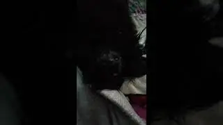 Кто сказал что пекинес не чудо