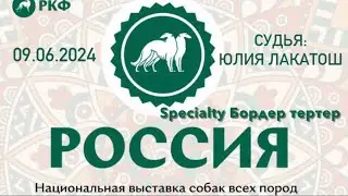 9.06.2024 Россия-2024, Specialty Бордер терьер, Максима Парк
