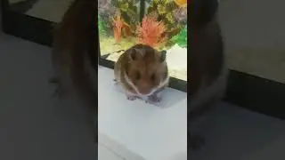 мой хомячок джери 🐹🐹🐹🐹