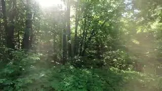 Лабрадор нашел родник в лесу