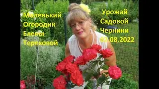 Маленький Огородик Елены Тереховой -  Урожай Садовой Черники 02.08.2022