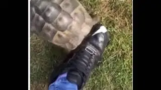 Racist turtle 😂