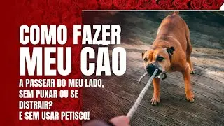 Como passear com seu cão sem que ele te puxe?