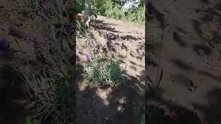 Моя лаванда 11.07.24.